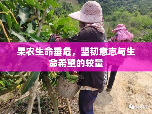 果農(nóng)生命垂危，堅韌意志與生命希望的較量