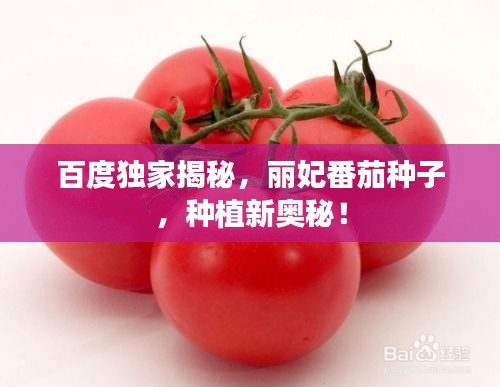 百度獨家揭秘，麗妃番茄種子，種植新奧秘！