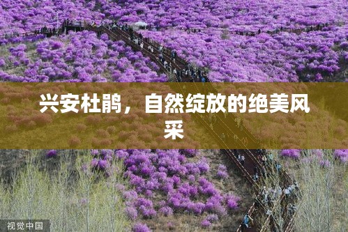 興安杜鵑，自然綻放的絕美風(fēng)采