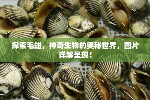 探索毛蚶，神奇生物的奧秘世界，圖片詳解呈現(xiàn)！