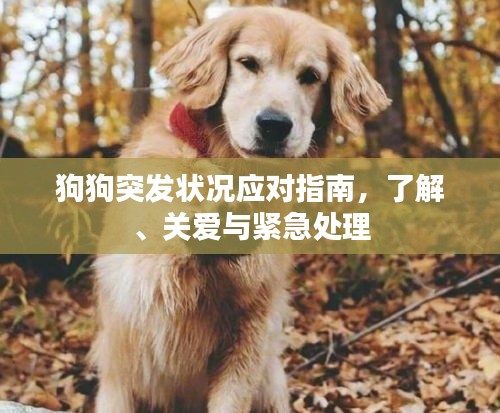 狗狗突發(fā)狀況應(yīng)對指南，了解、關(guān)愛與緊急處理