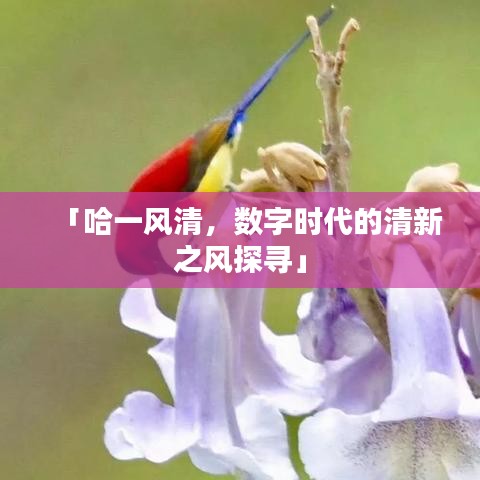 「哈一風(fēng)清，數(shù)字時(shí)代的清新之風(fēng)探尋」