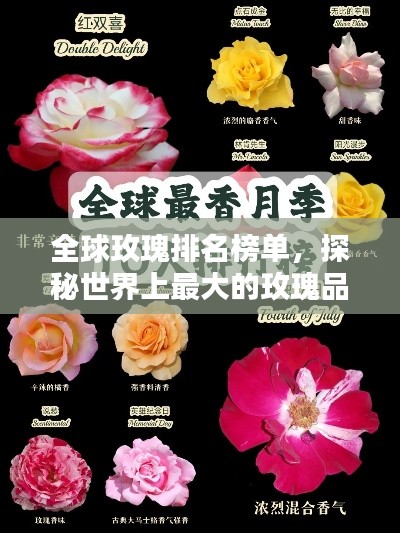 全球玫瑰排名榜單，探秘世界上最大的玫瑰品種