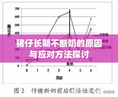 豬仔長期不斷奶的原因與應對方法探討